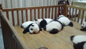 Baby pandas in China!